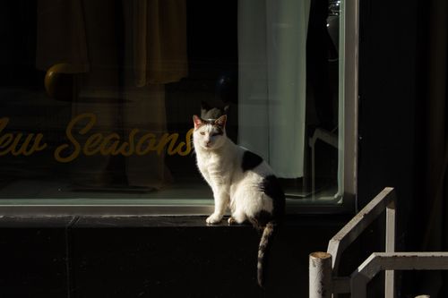 Free A black and white cat sits on a window ledge, basking in sunlight. Stock Photo