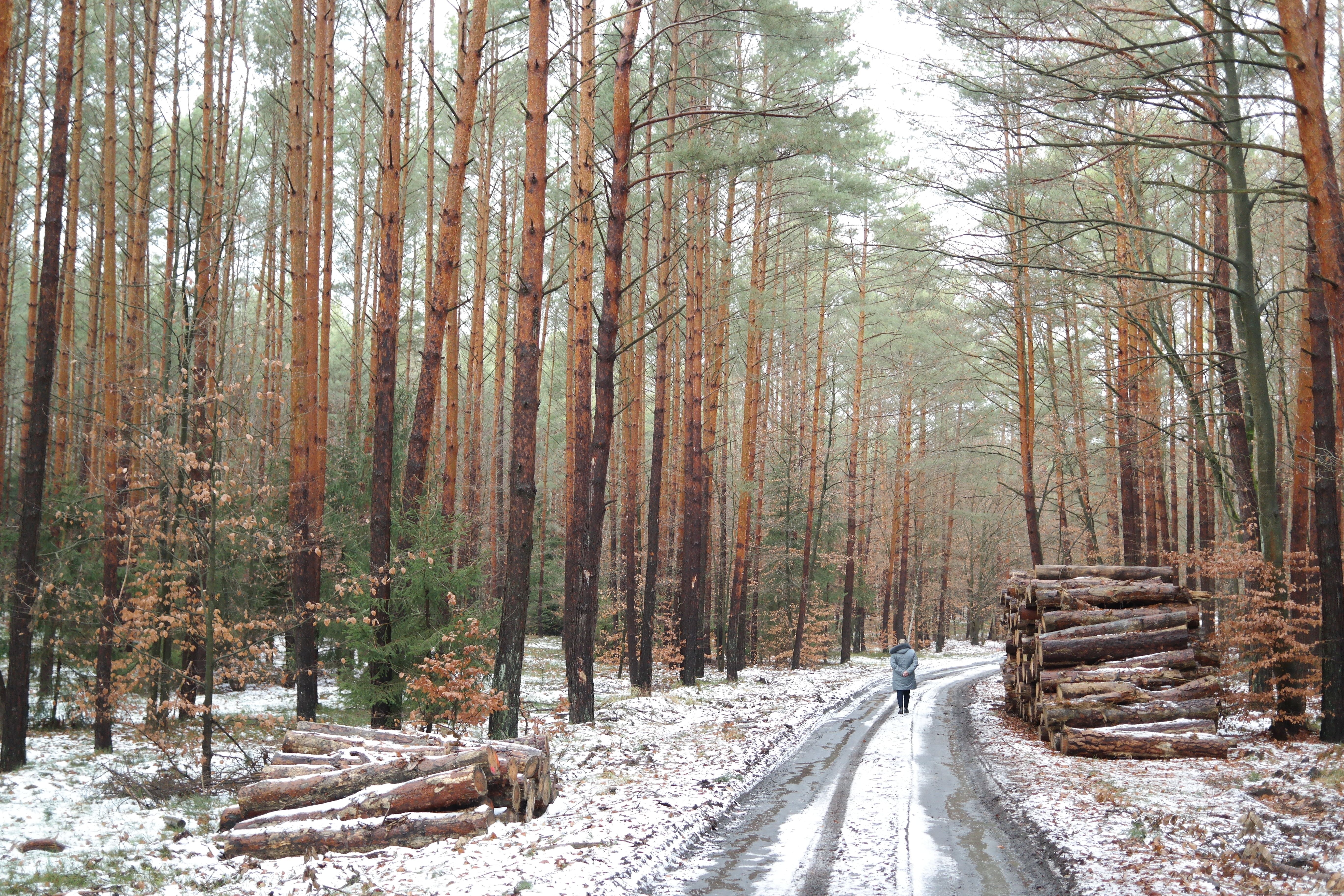 Winter Walk Through Snowy Forest Path · Free Stock Photo