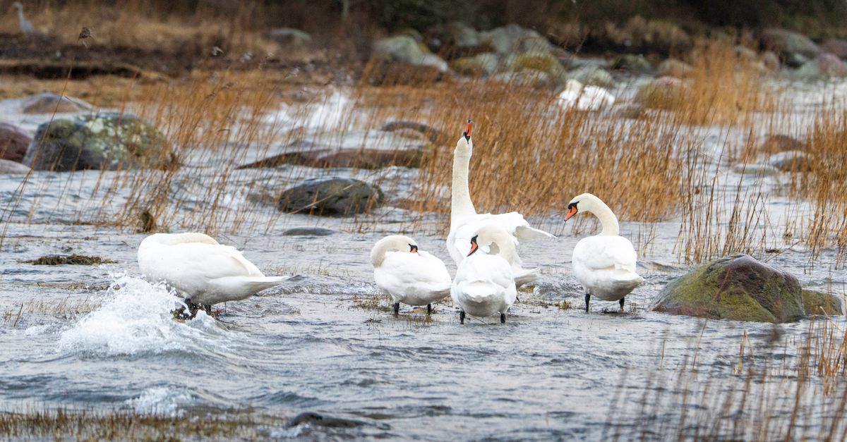 swans