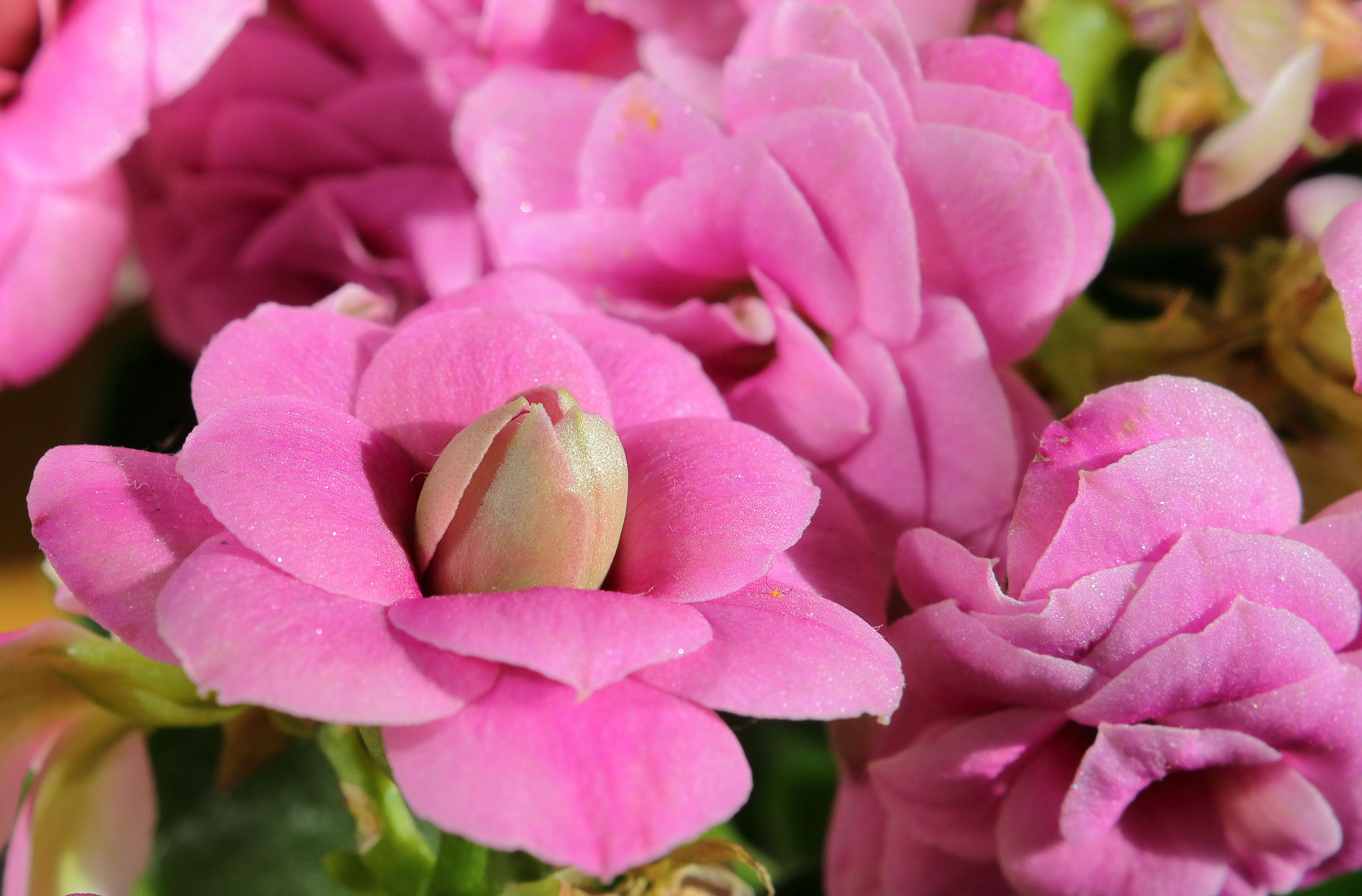 Gardening Pros Explain Why Your Begonias Aren’t Blooming—And the Secret to More Flowers — Photo by Mustafa Akın on Pexels