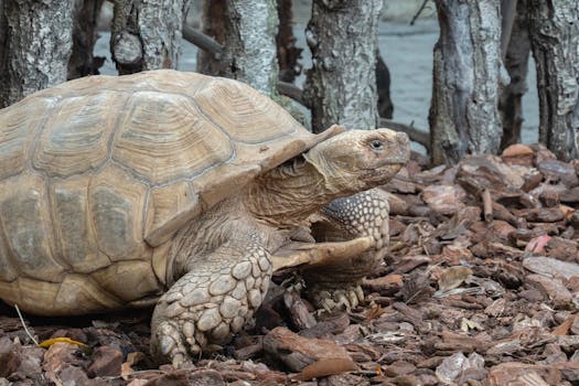 Detailed view of a tortoise in Valencia, Spain, showcasing its textured shell and rugged environment.