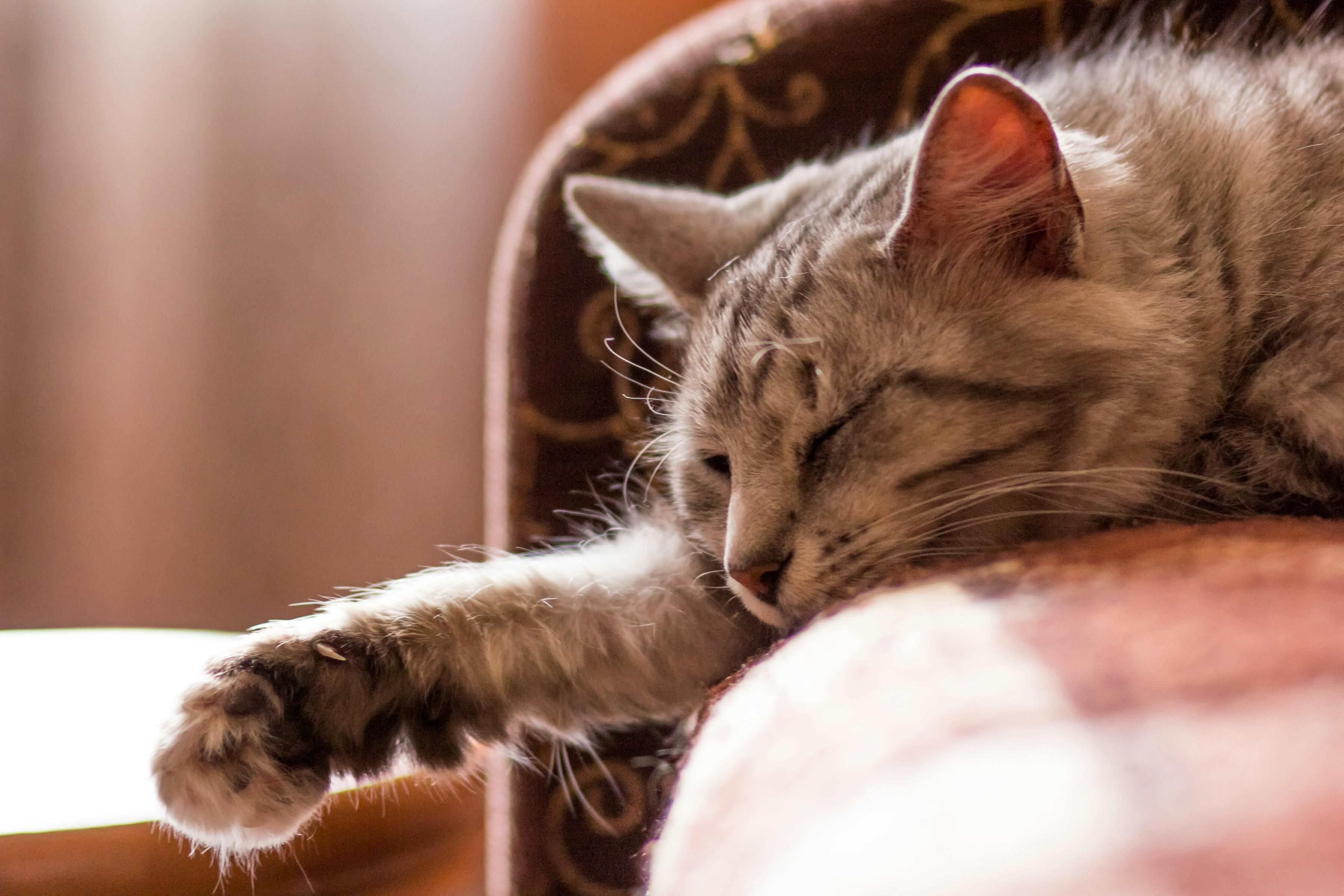 Cat lounging in warm sunlight