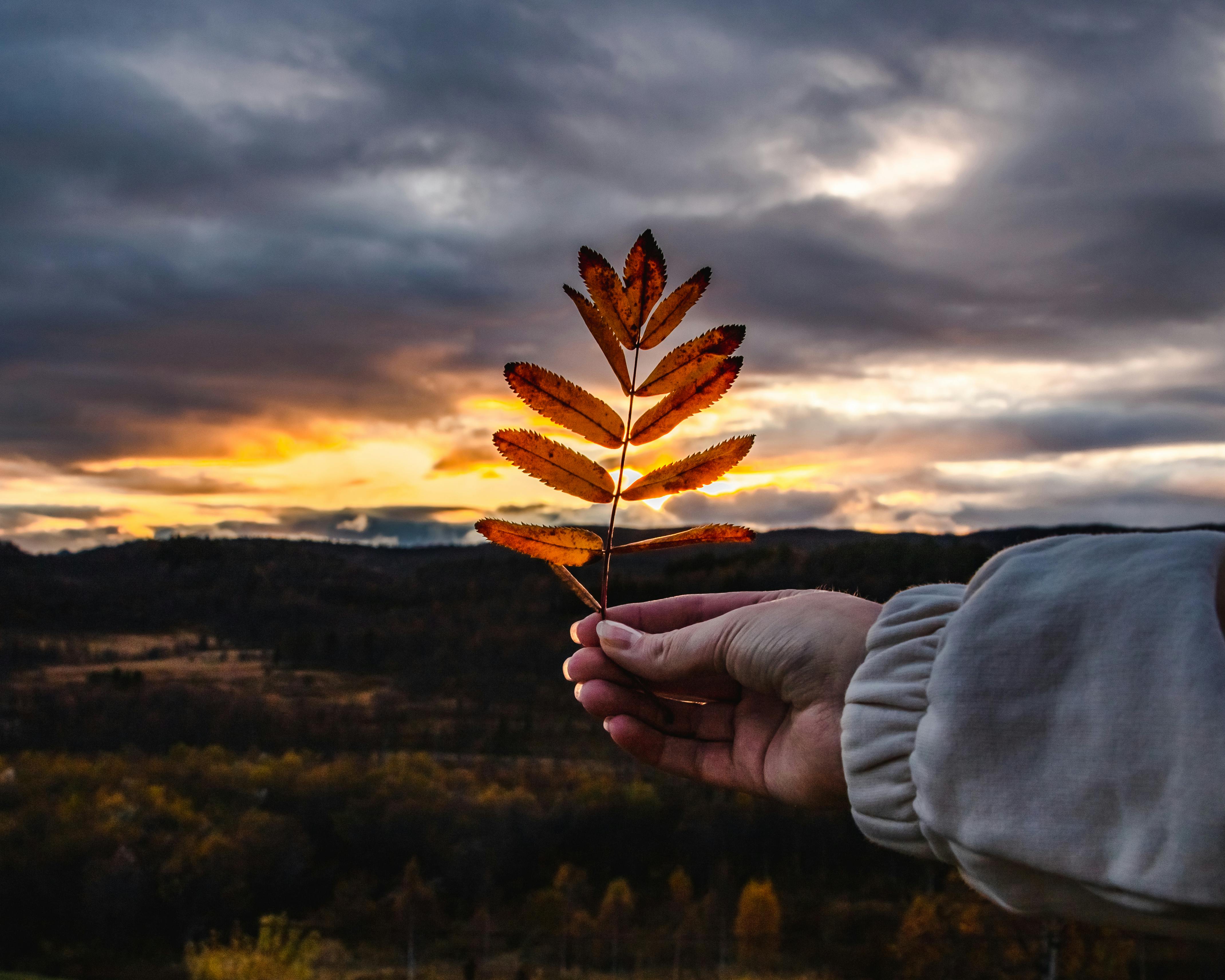 person holding brown leaves