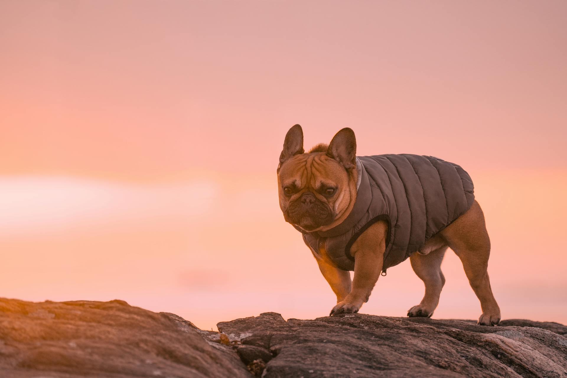 A French Bulldog in a jacket stands on rocky terrain at sunrise, Stamford, Connecticut