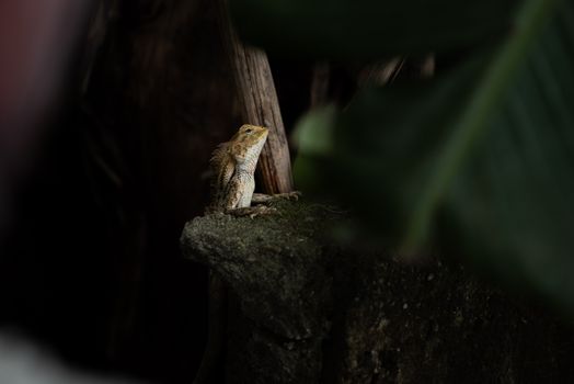 gecko photo
