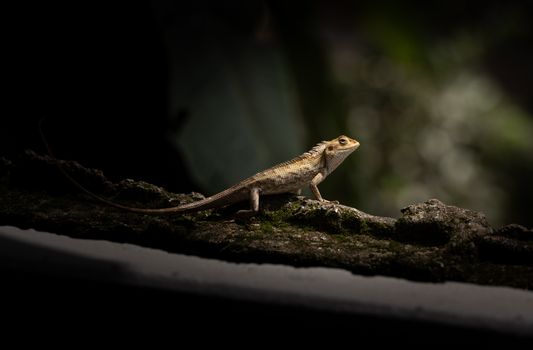 gecko photo
