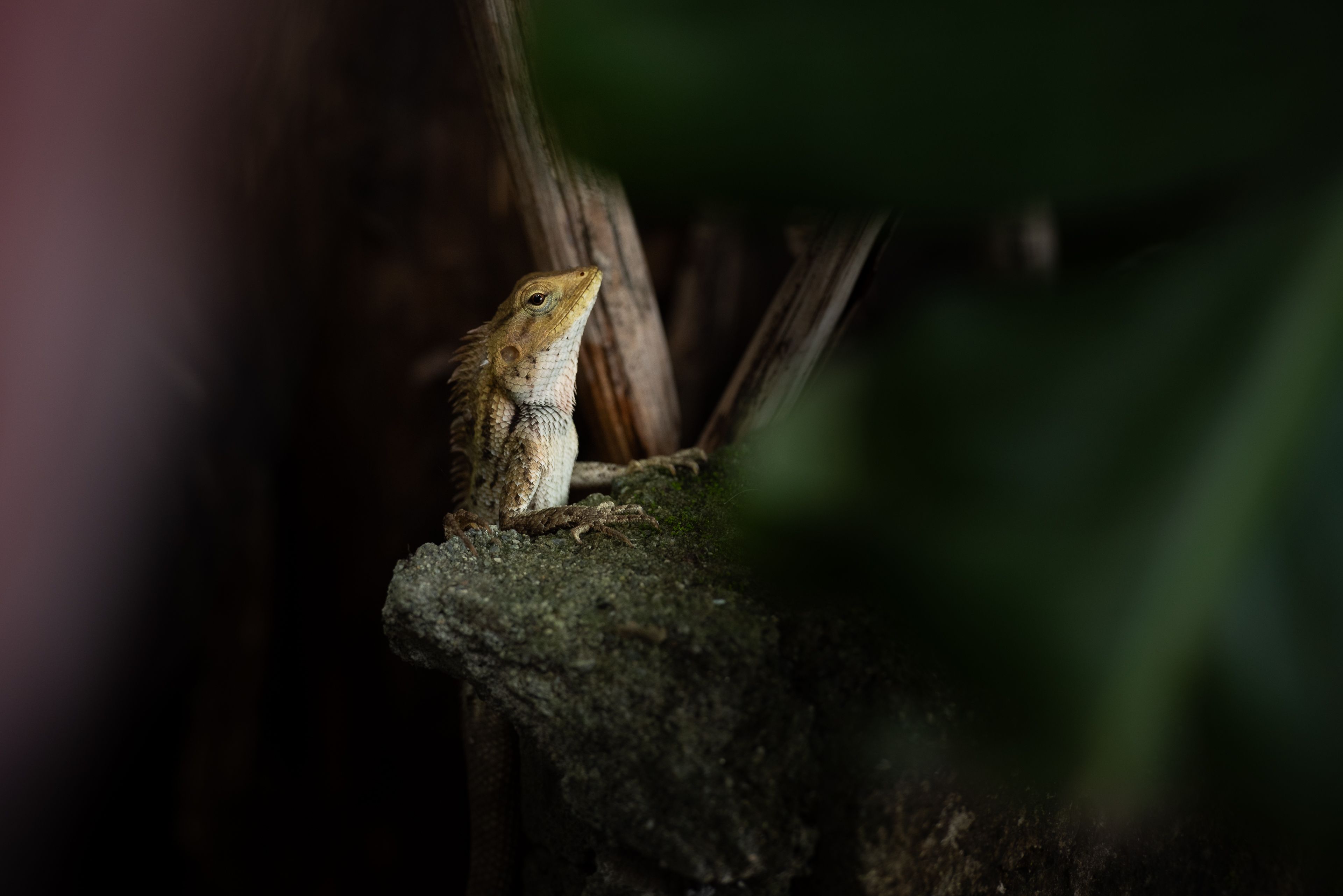 Lizard Resting on Rock in Natural Habitat · Free Stock Photo