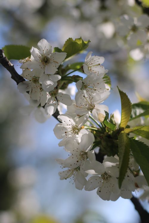 Free Close-up of delicate cherry blossoms in full bloom during spring, with soft green leaves. Stock Photo