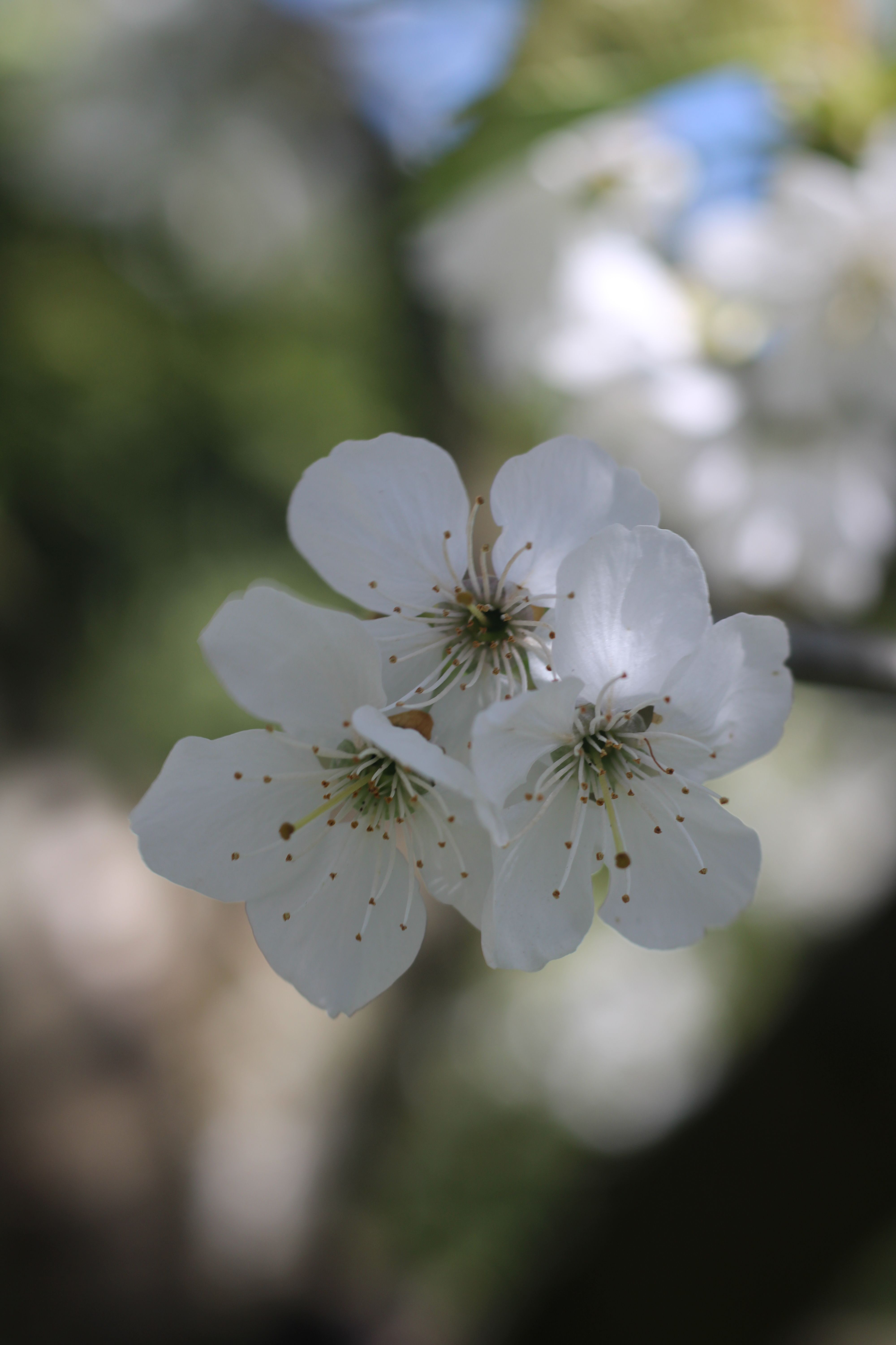 Close-up of Blooming White Flowers in Spring · Free Stock Photo