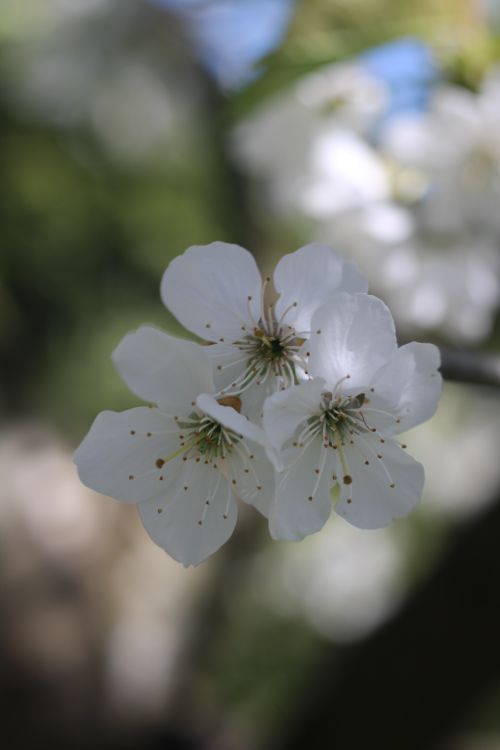 Free Delicate white flowers in bloom, capturing the essence of springtime. Stock Photo