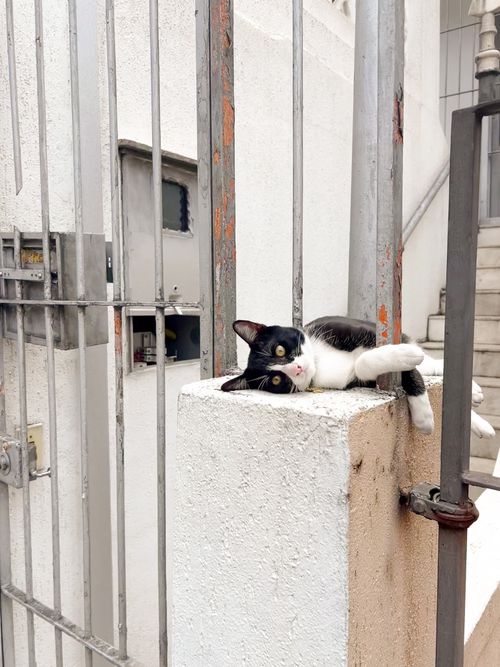 Free A black and white cat lounging on a concrete post in a São Paulo urban area. Stock Photo