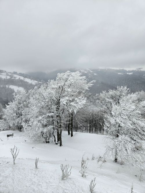 Free Beautiful winter scene with snow-covered trees in a serene landscape. Stock Photo