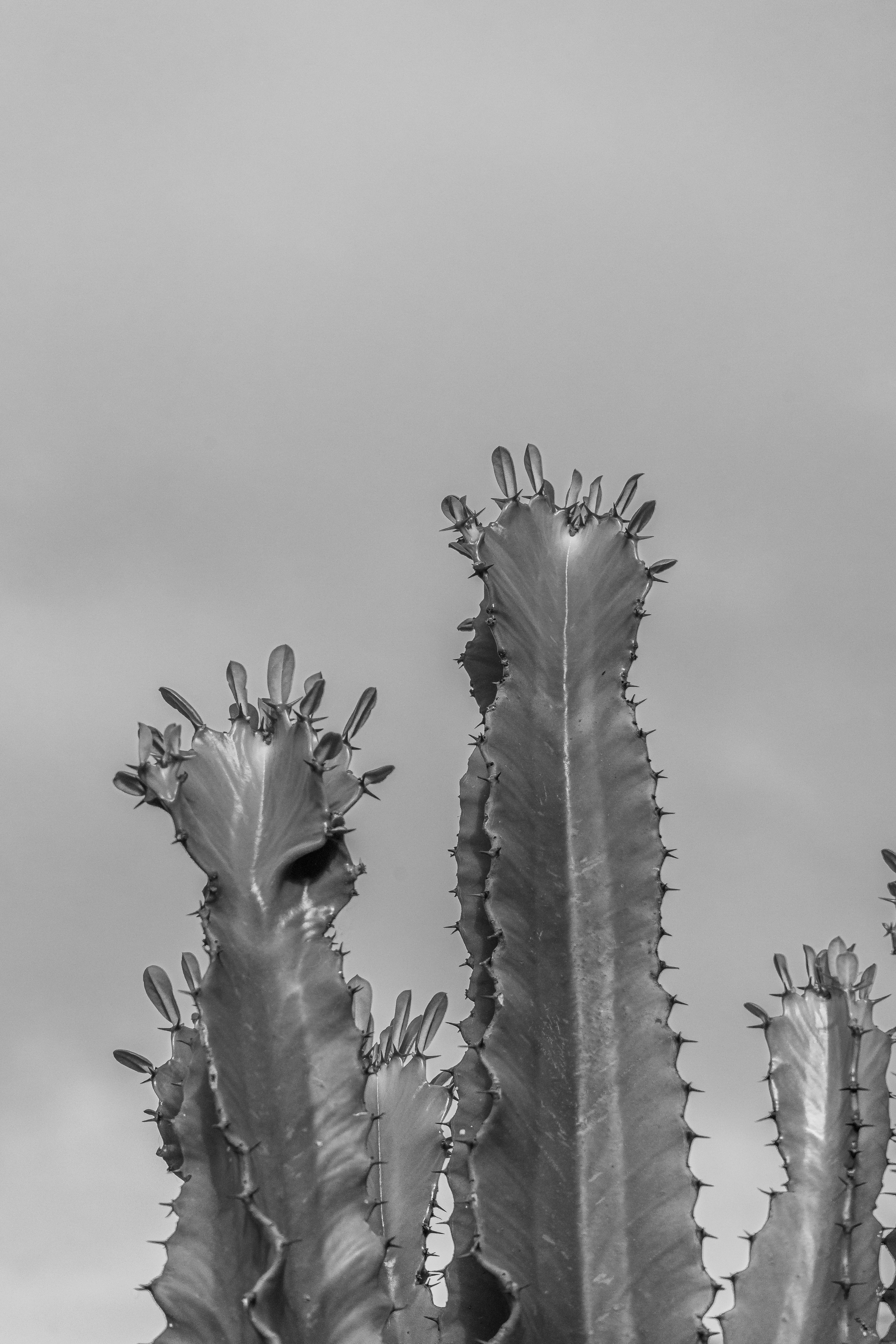 Black and White Photograph of Tall Cactus Plants · Free Stock Photo