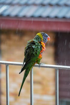 A vibrant parrot with colorful plumage perched on a rail in the rain.