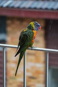 Colorful parrot perched on a wet railing during rain, showcasing vivid plumage.
