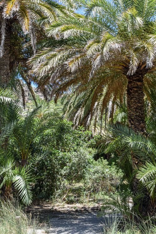 Free Lush tropical pathway surrounded by palms in Foinikas, Greece, showcasing vibrant nature. Stock Photo