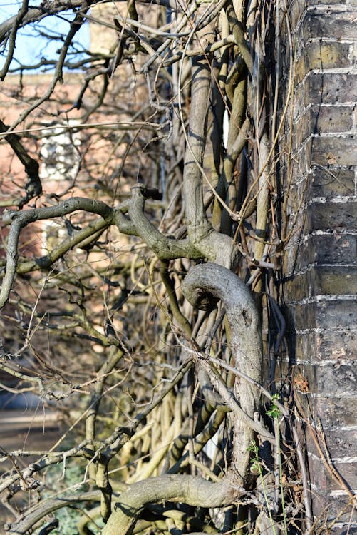 Free stock photo of tangled, tree Stock Photo