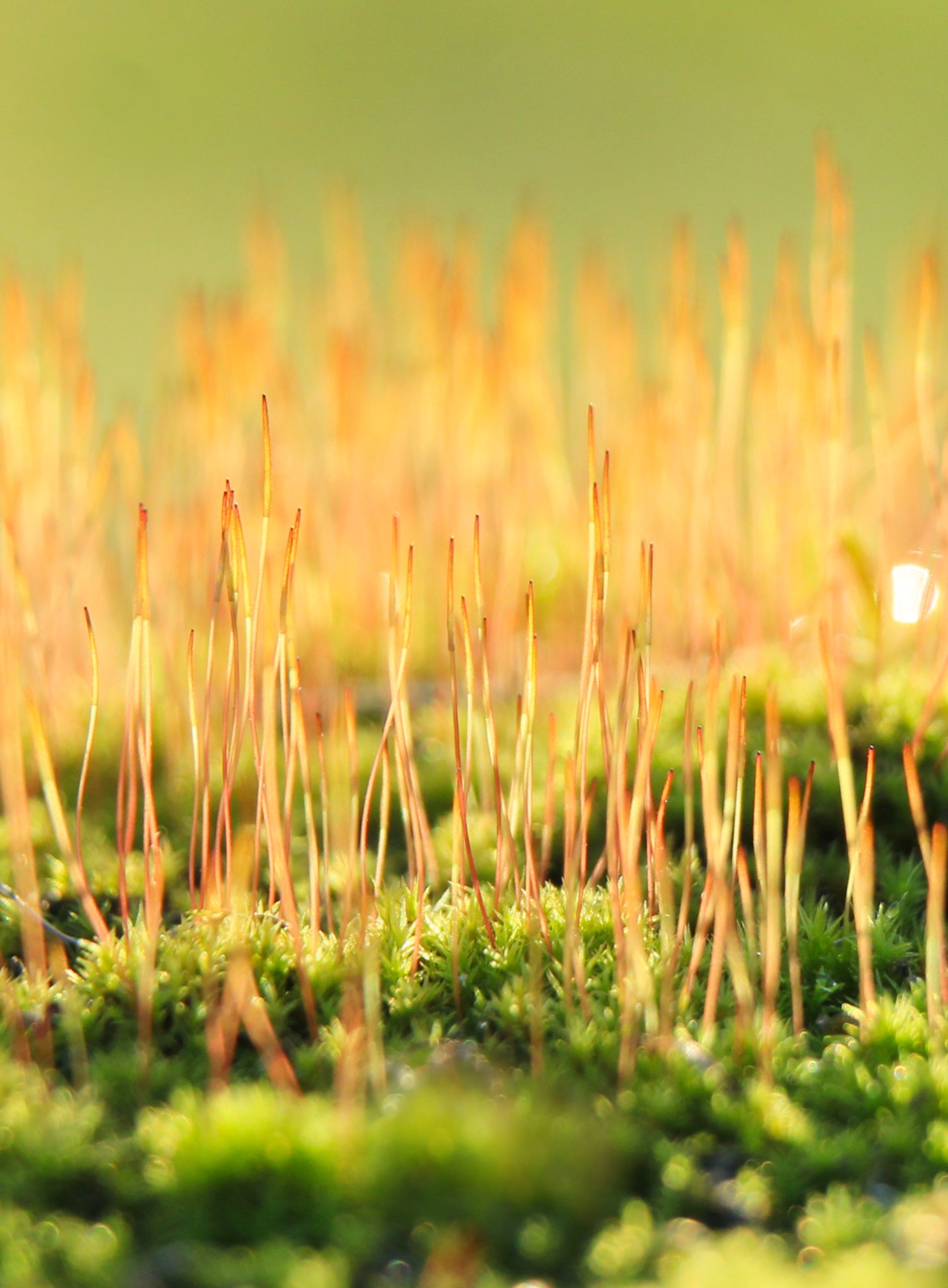 Close-Up of Moss Sporophytes in Sunlight · Free Stock Photo
