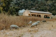 Pigs grazing in a field near a rural building, surrounded by dry grass and hills.