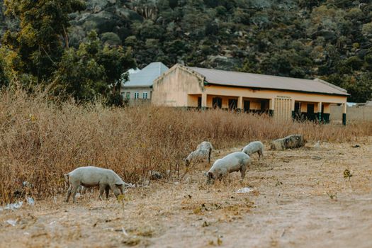 Pigs grazing in a field near a rural building, surrounded by dry grass and hills.