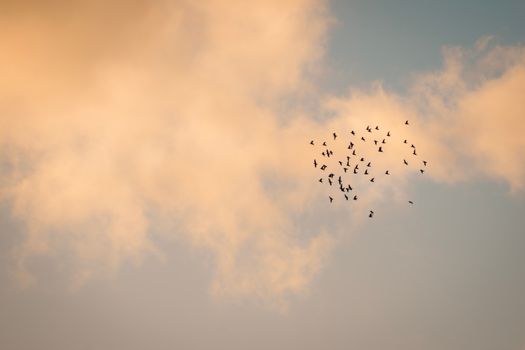 A flock of birds flying across a warm, pastel sky with soft clouds.
