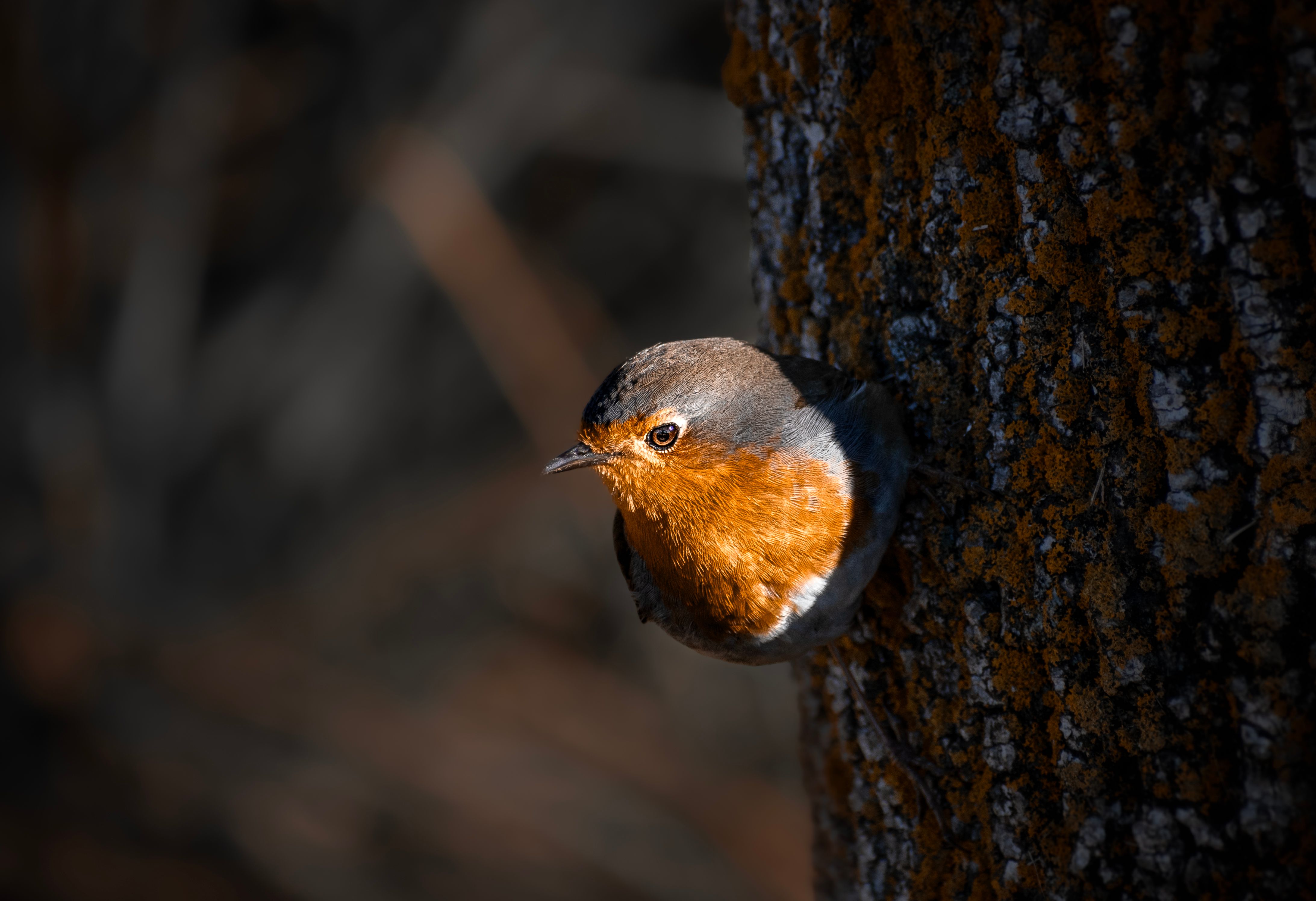 Close-up of a Robin on a Tree Trunk · Free Stock Photo