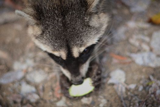 Raccoon