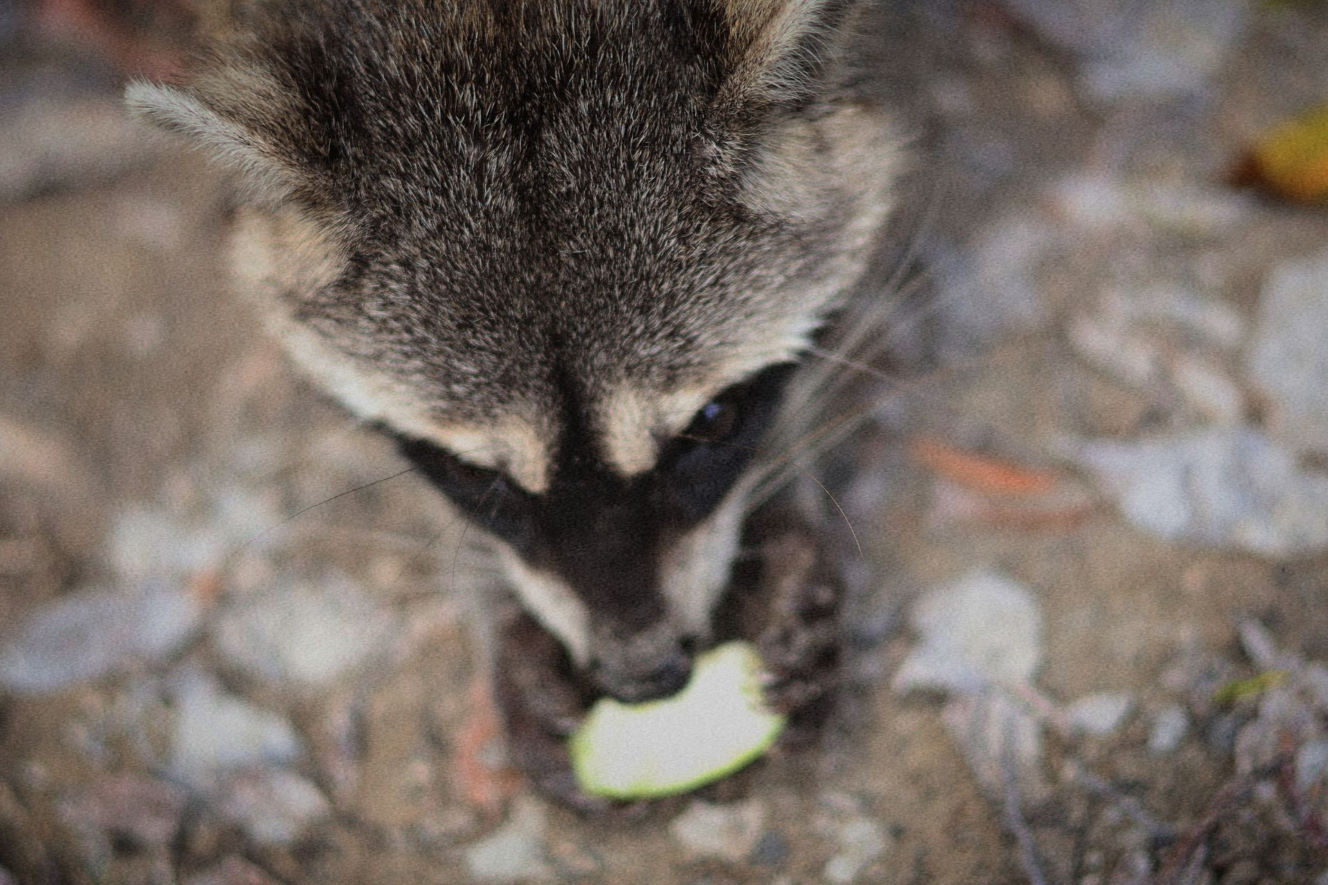 Close-up of a raccoon eating an apple on a forest floor, showcasing wildlife behavior.