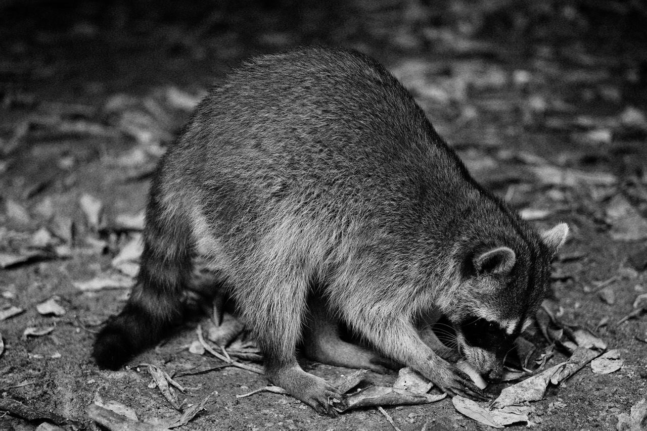 monochrome image of a raccoon foraging among dry leaves at night