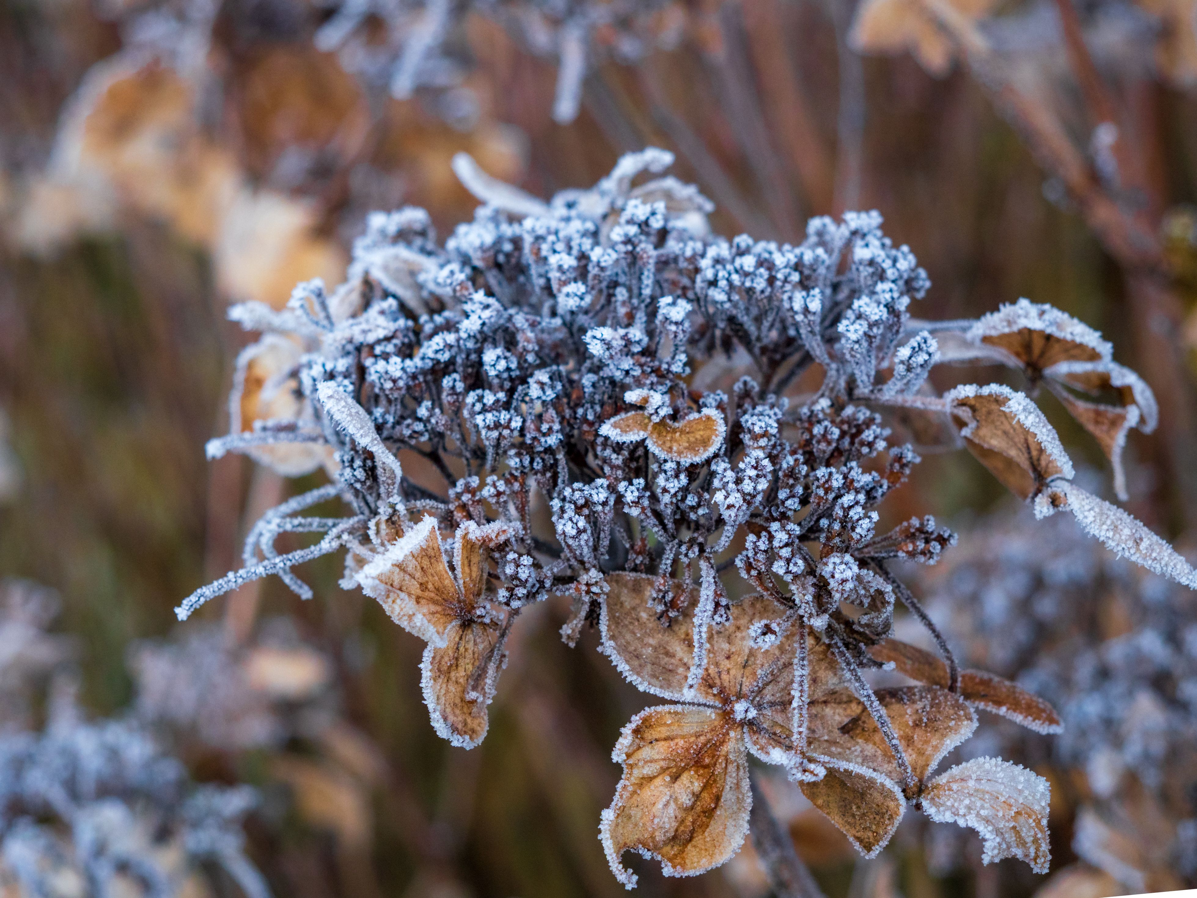 frost damaged hydrangea leaves UK