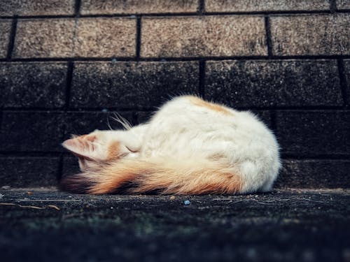 Kostenloses Stock Foto zu haustier, katze, sleeping cat