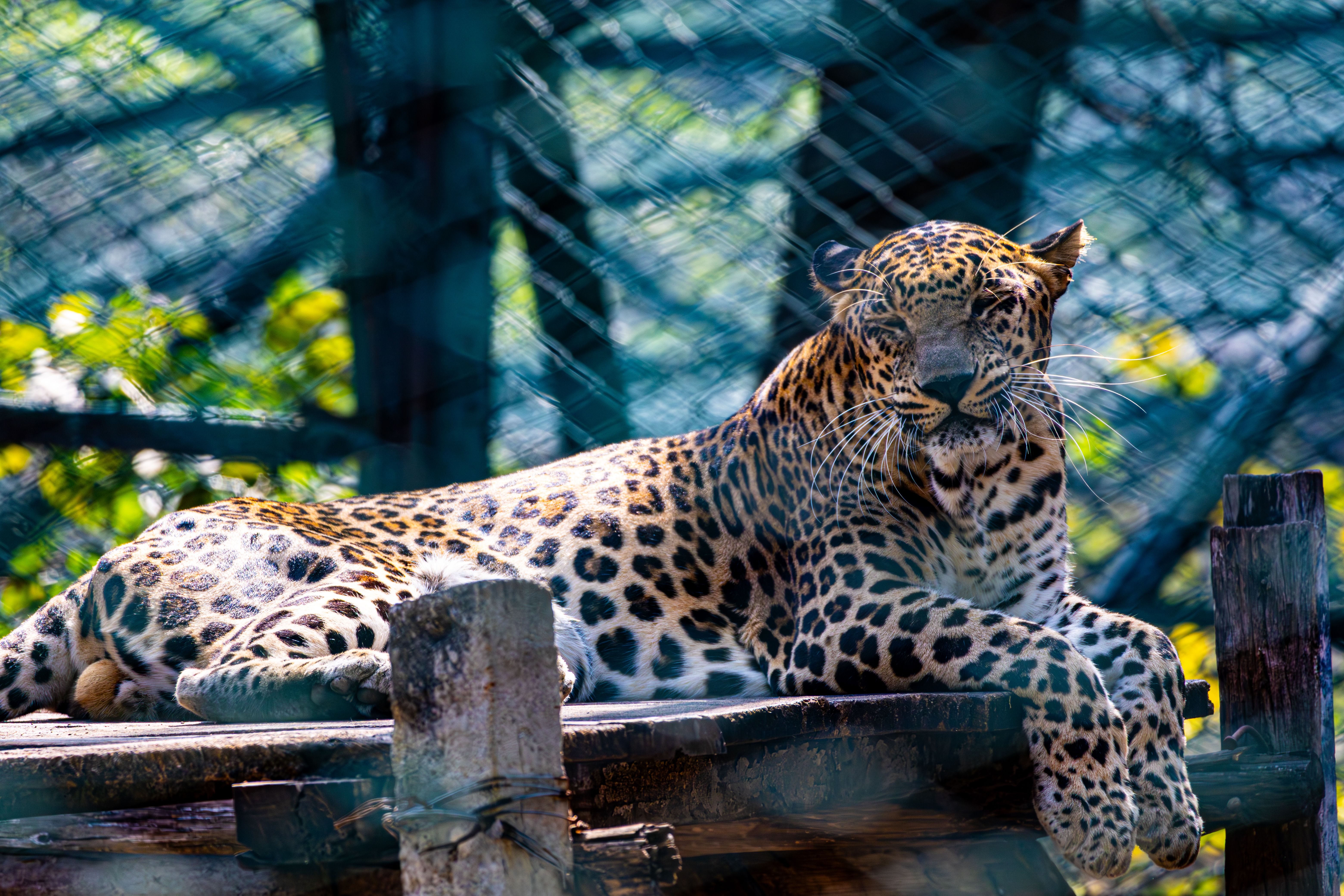 Resting Leopard in Captivity with Sunlit Spots · Free Stock Photo