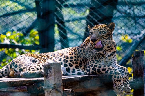 Free Leopard lying on a wooden platform in a zoo, showing a relaxed demeanor. Stock Photo