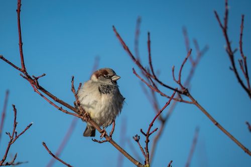 Free A house sparrow sits on a bare branch against a clear blue sky, capturing winter's serene beauty. Stock Photo