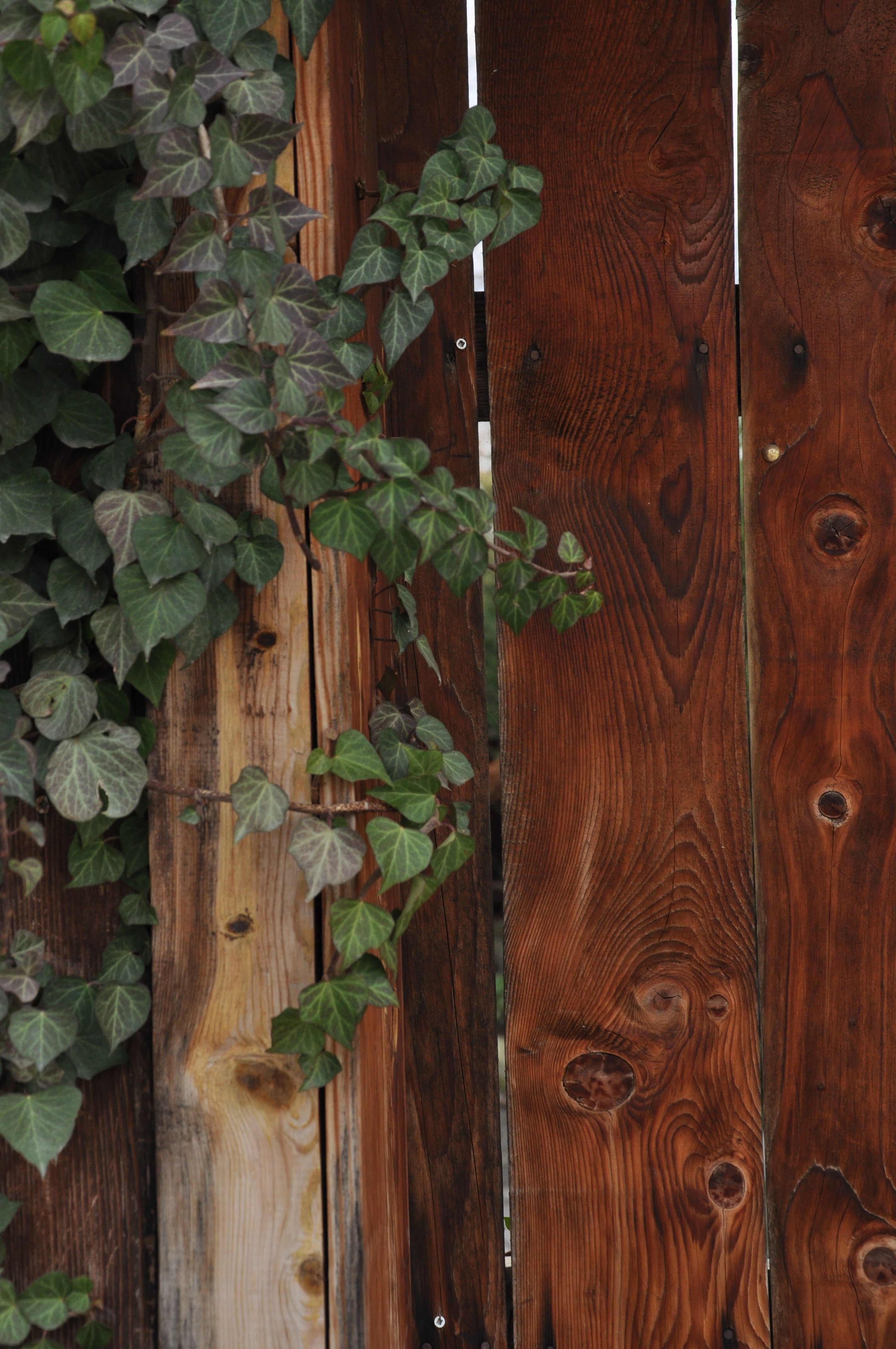 Rustic Wooden Fence with Climbing Ivy · Free Stock Photo