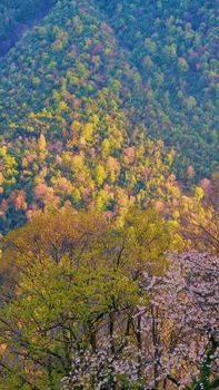 Experience the vibrant hues of forest hills in Lovere, Lombardy at sunset, showcasing the beauty of nature.