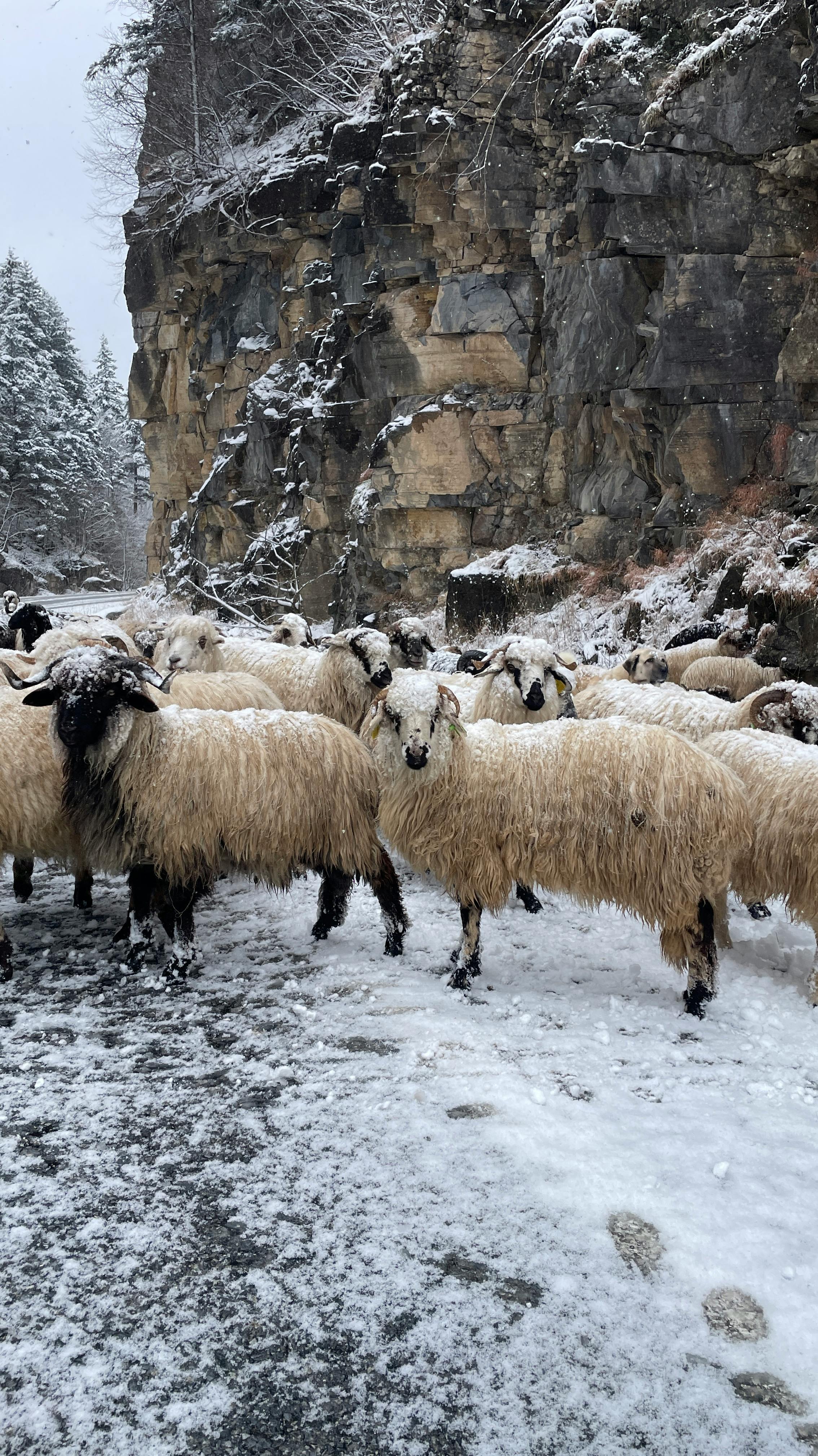 A herd of sheep stands in a snowy, rocky mountainous area showcasing winter beauty.