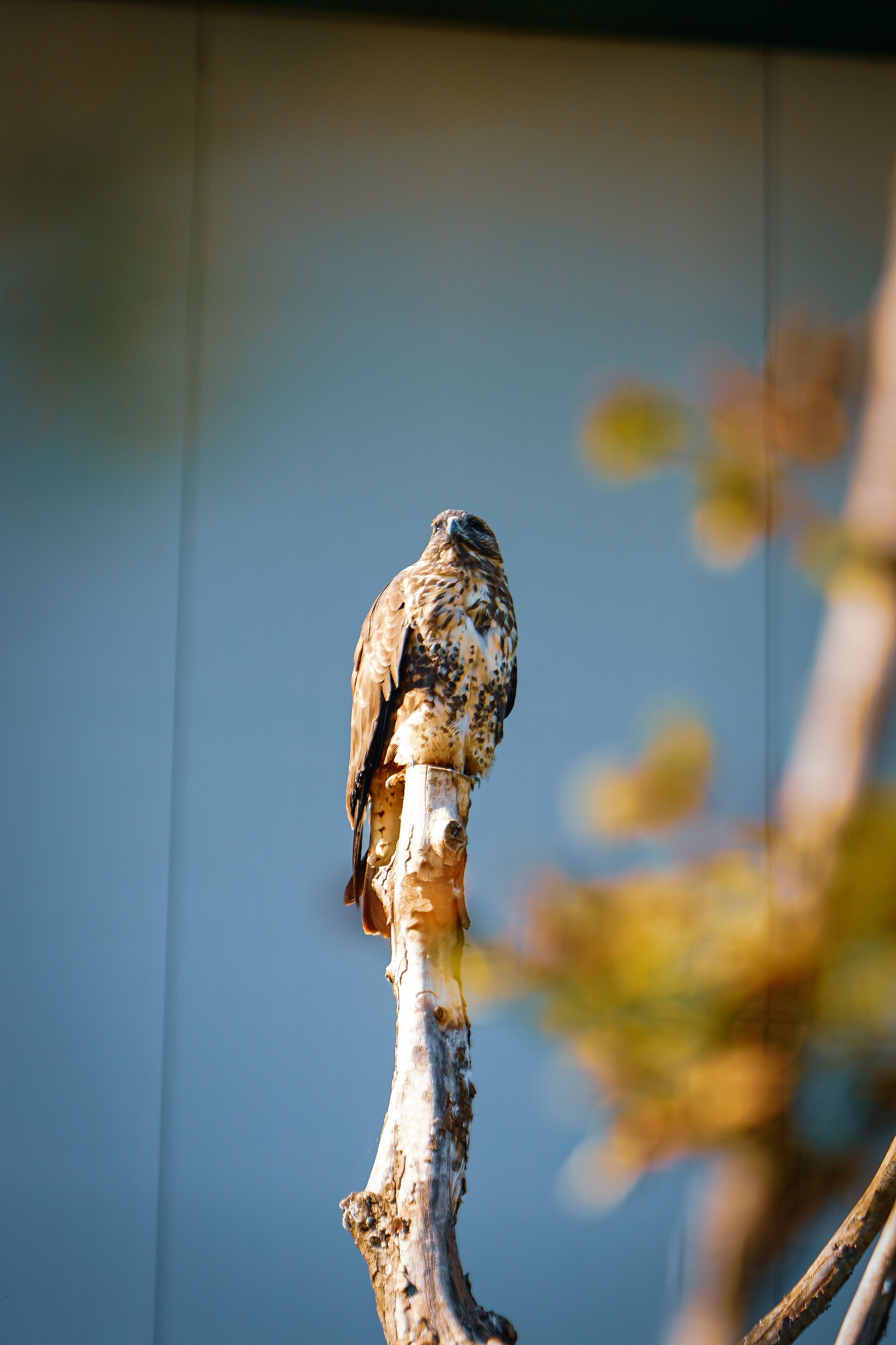 A hawk sits perched on a tree branch with a blurred background, captured in daylight.