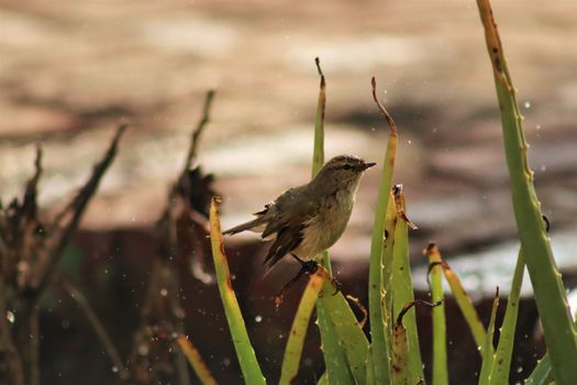 A close-up of a bird perched on aloe plants, captured outdoors in Lahore, Pakistan.