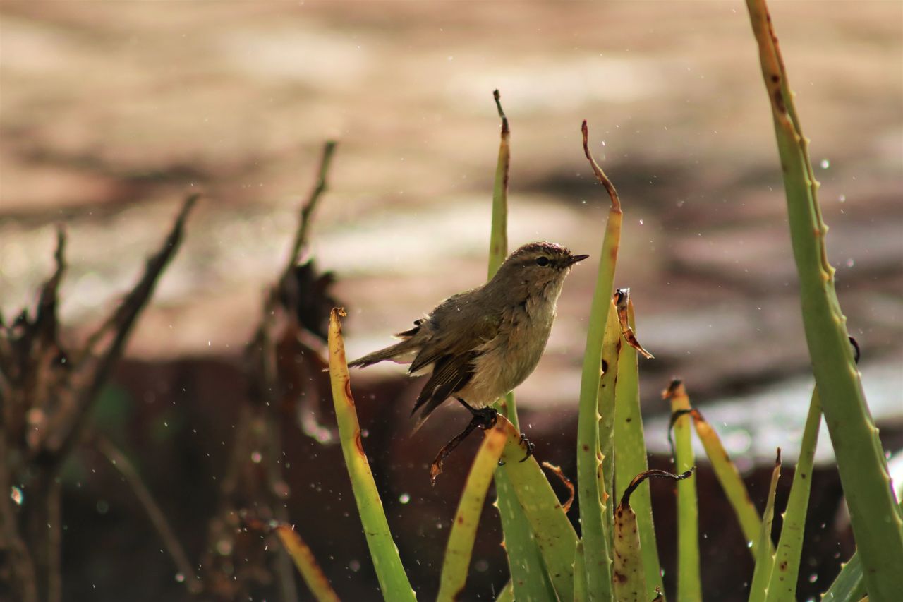 a close up of a bird perched on aloe plants captured outdoors in lahor