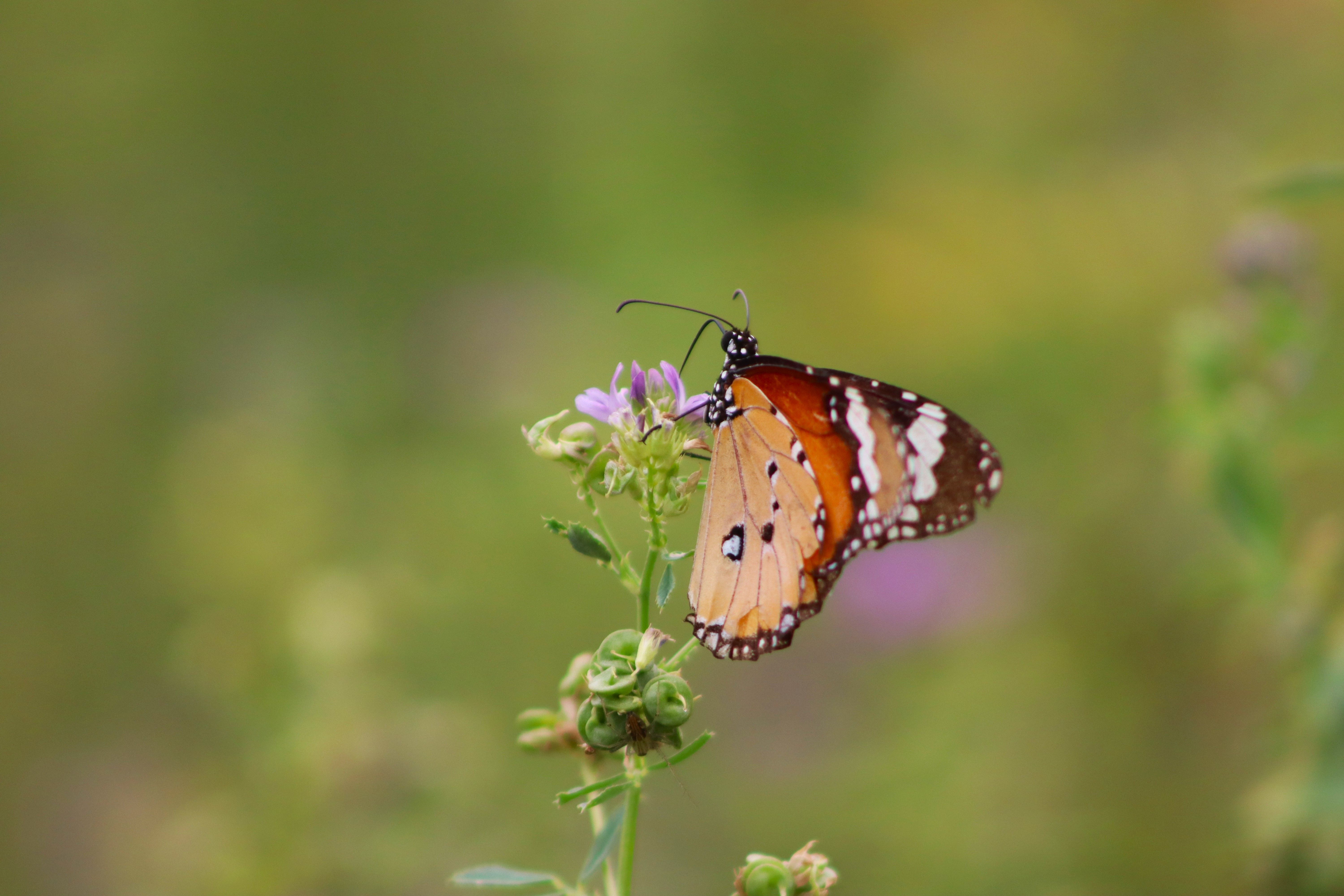 I Printed 10 Free Butterfly Pictures to Color for My Kids