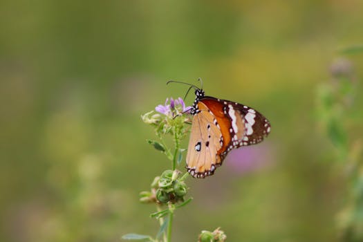 A stunning monarch butterfly perches on a delicate wildflower, showcasing nature's beauty.