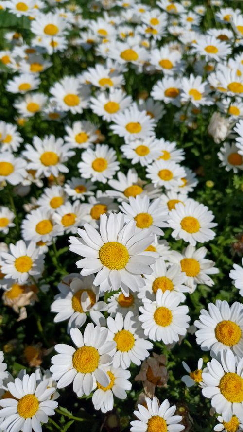 Free A vibrant display of white daisies in full bloom under bright sunlight, perfect for spring themes. Stock Photo