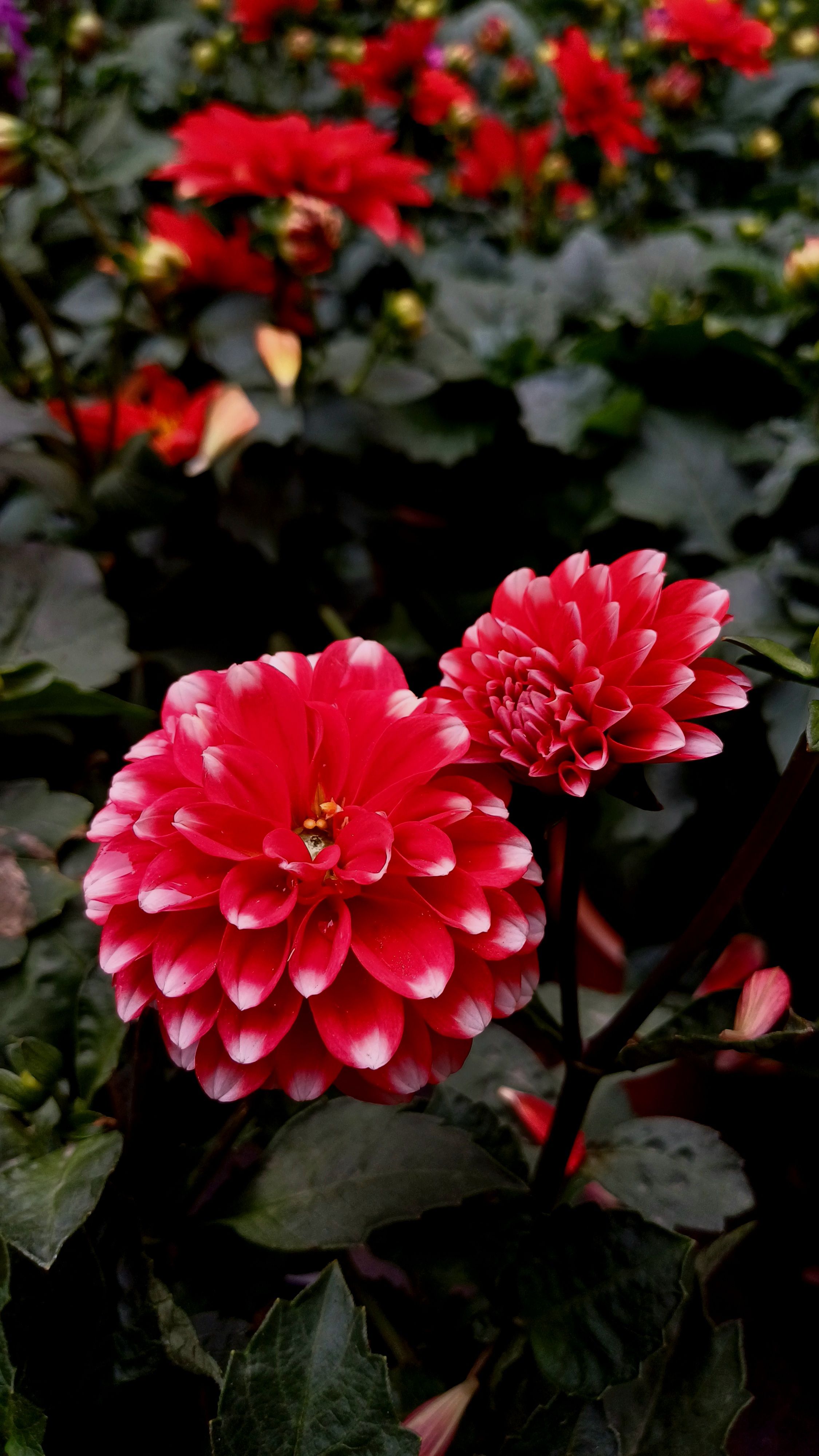 Stunning red dahlias with contrasting white tips in a garden setting.