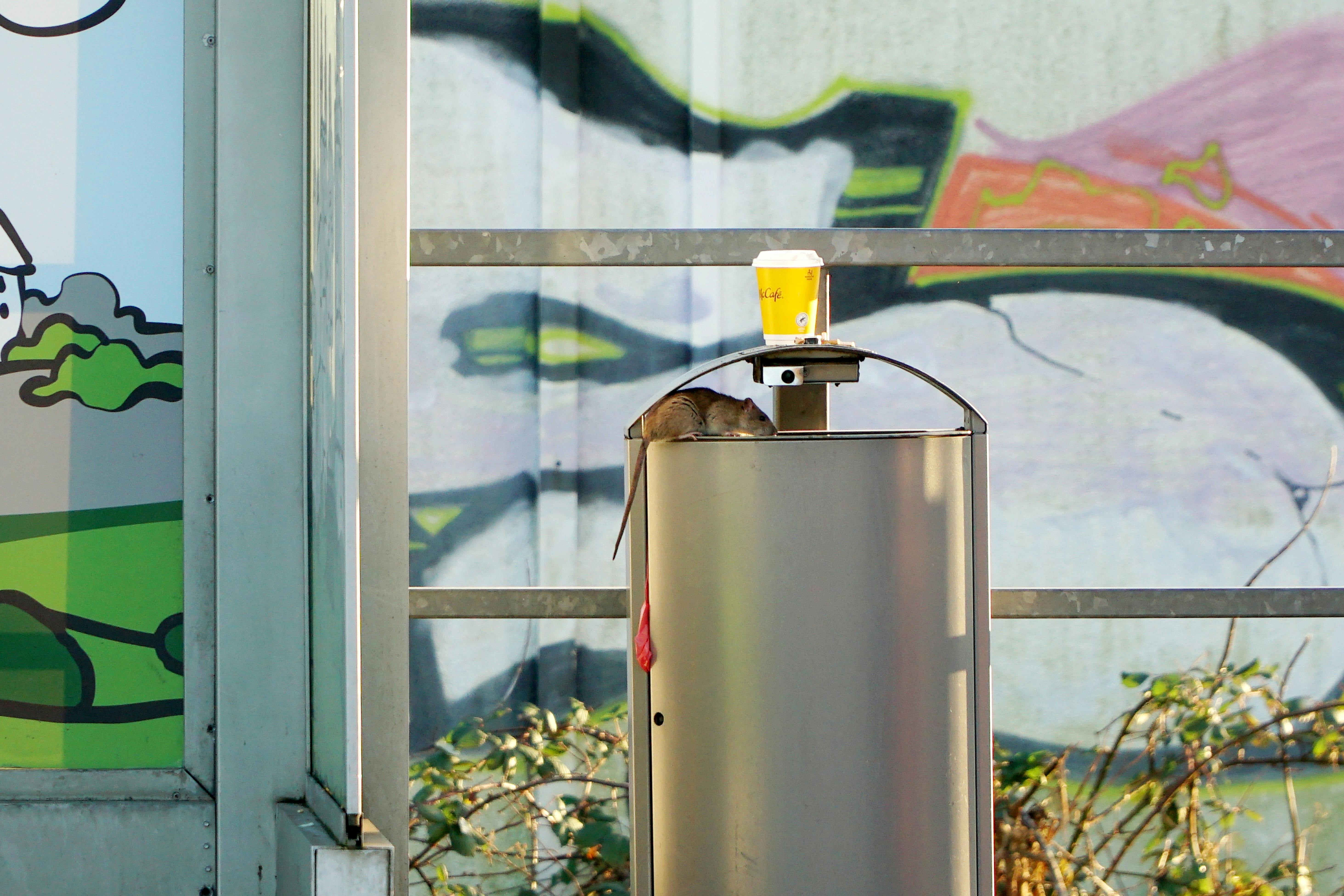 A lone rat scurrying across a suburban garden in Vinings, Georgia