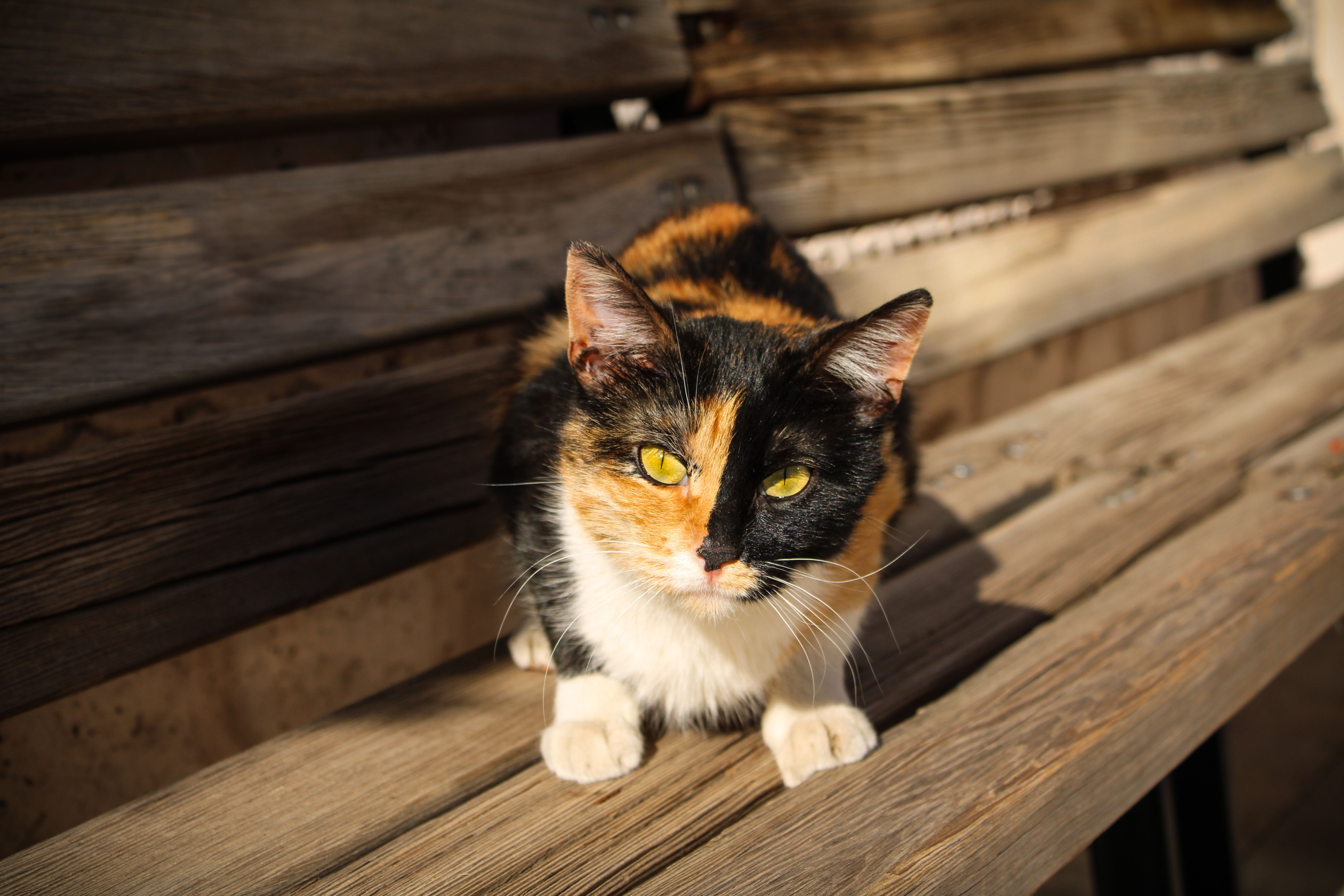 rare chimerism cats