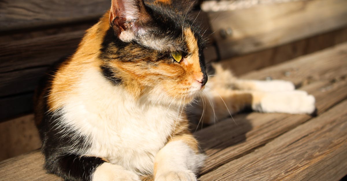 A calico cat basks in sunlight on a wooden bench, showcasing its tri-color fur pattern.
