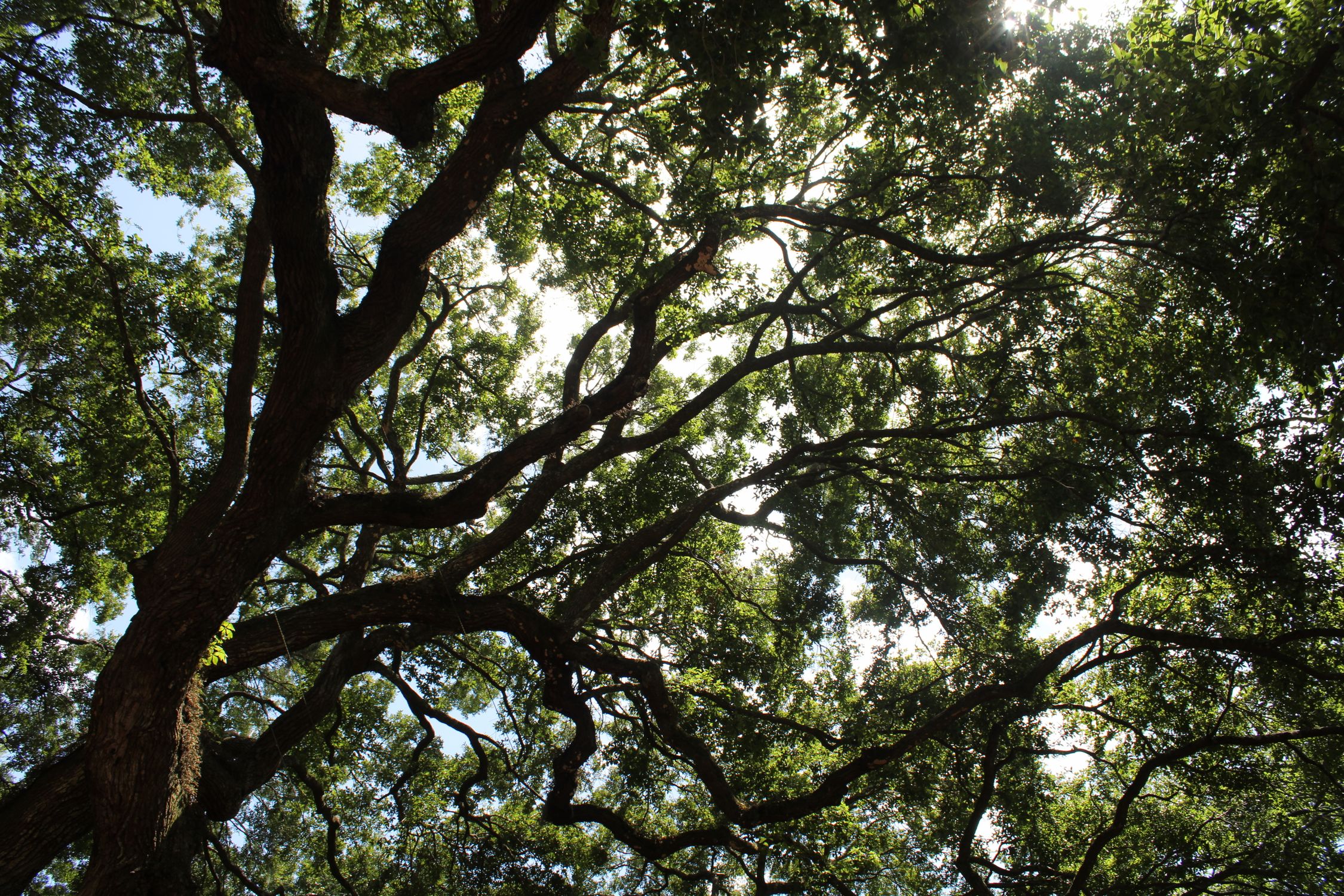 Light Filtered Canopy Tree Lush Green Tree Canopy with Sunlight Filtering Through · Free Stock Photo