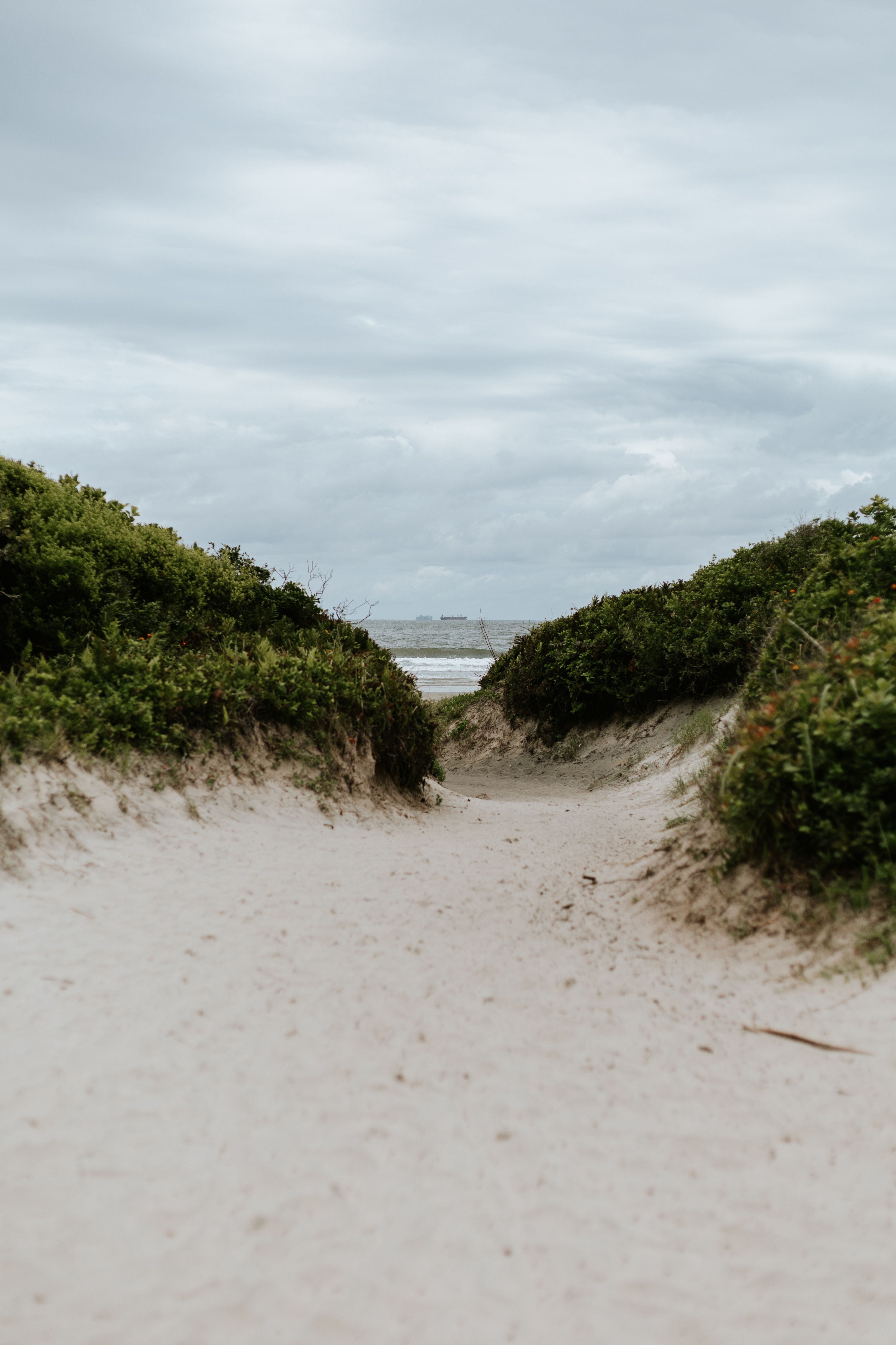 Serene Sand Pathway Through Lush Greenery to Beach · Free Stock Photo