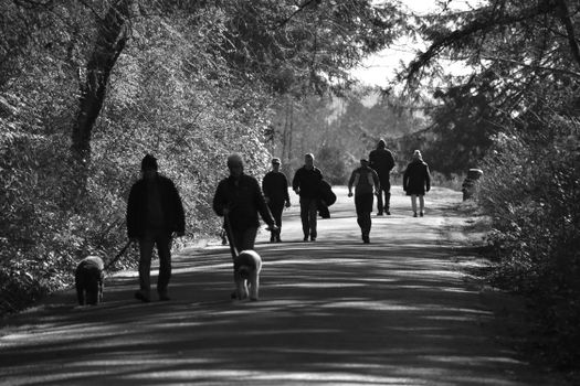 Group of people enjoying a peaceful walk with dogs on a forest path.